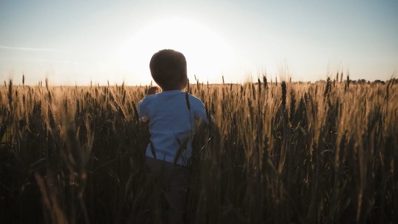 niño en un campo de trigo