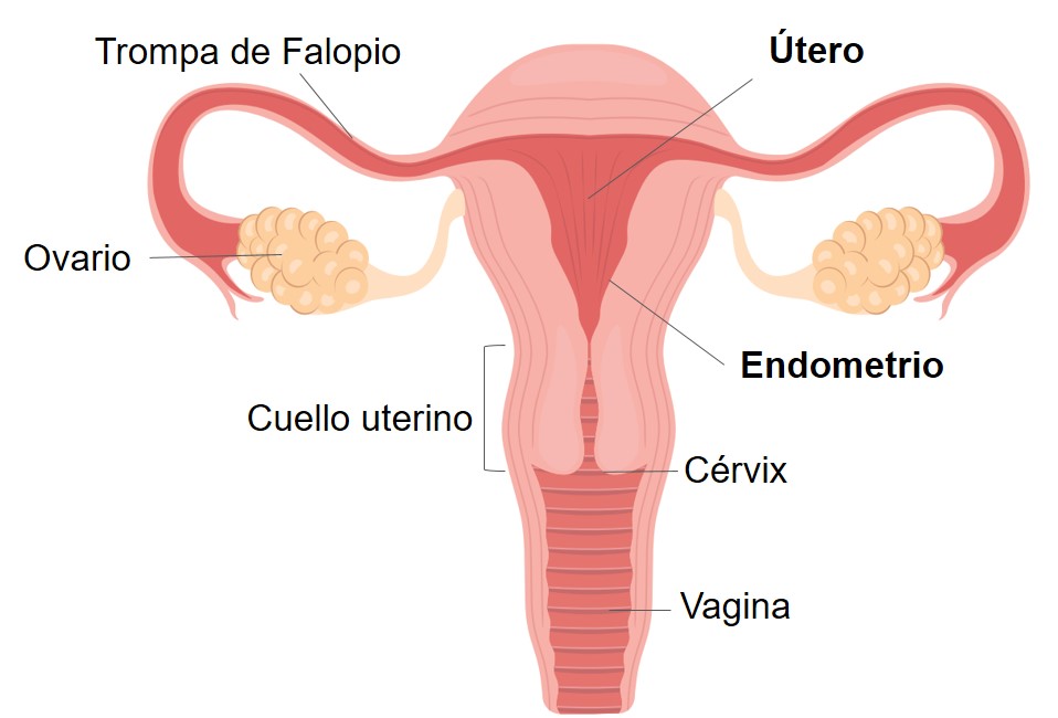aparato reproductor femenino
